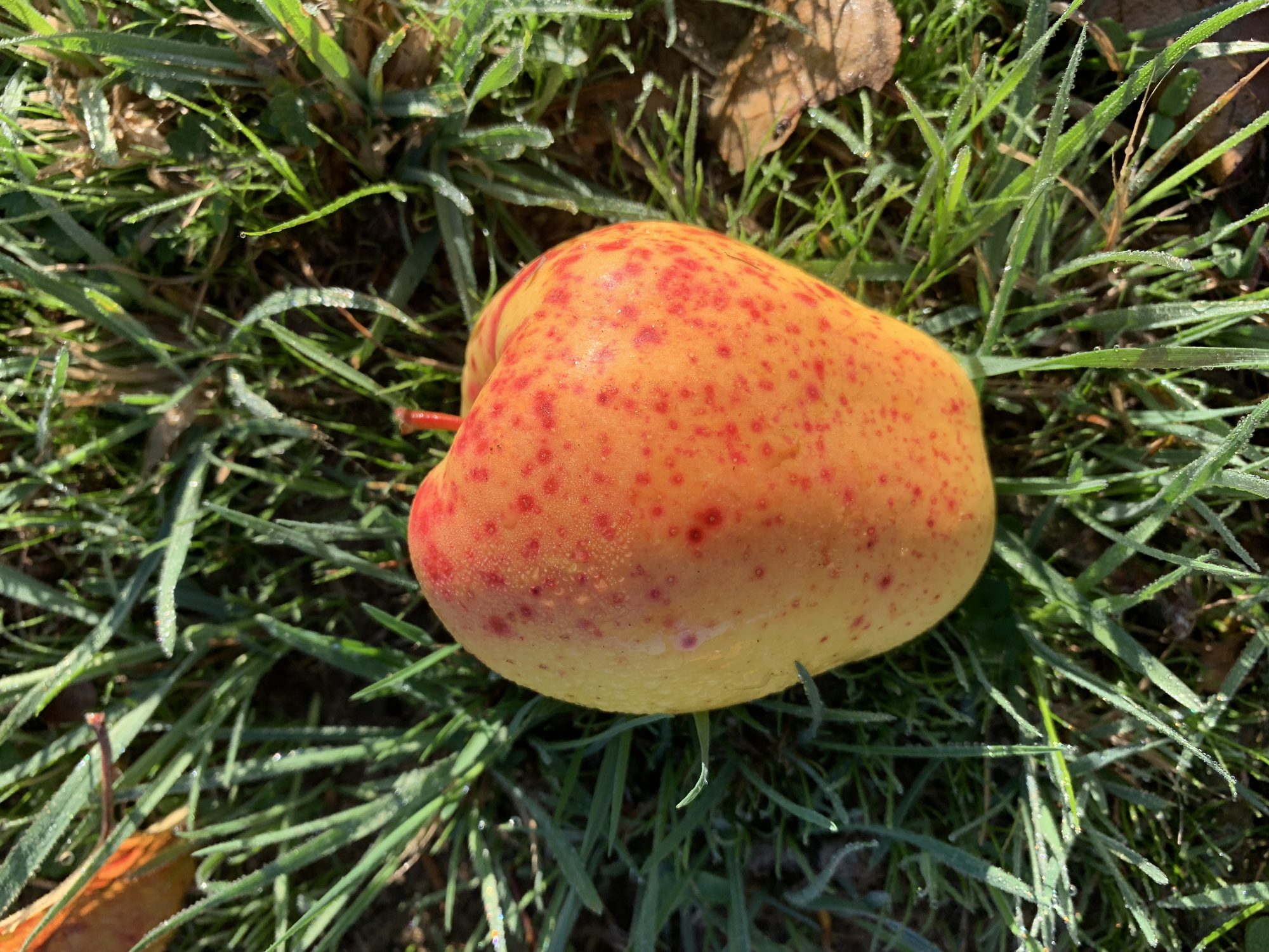 Reifer Apfel mit Tautropfen im Gras der Streuobstwiese