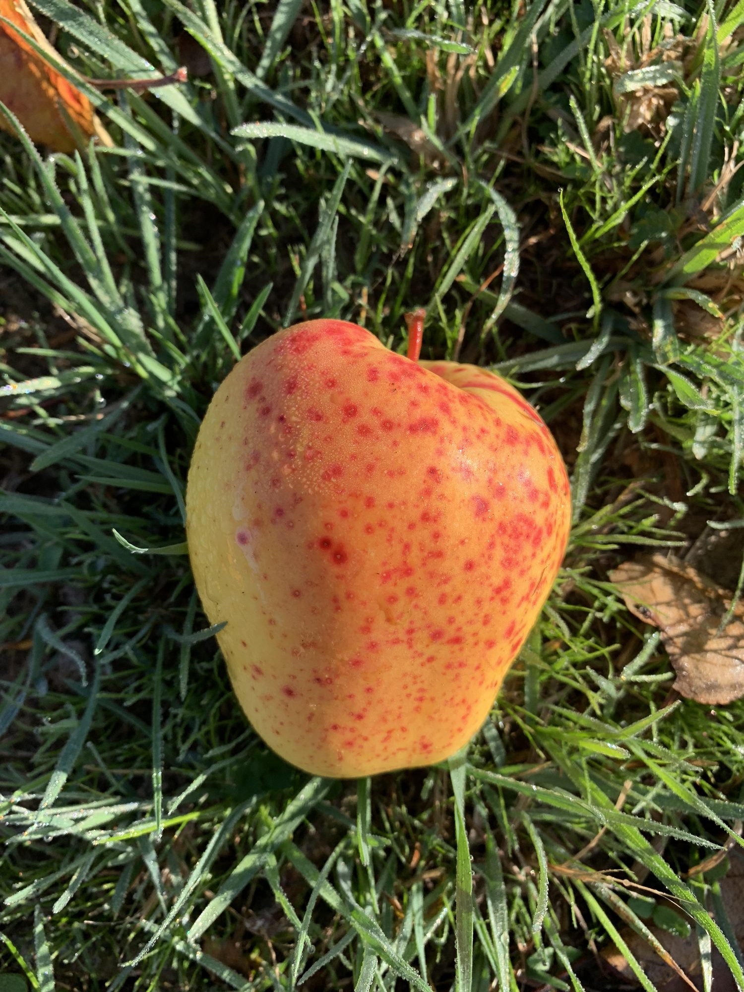 Apfel aus der Streuobstwiese, Nahaufnahme