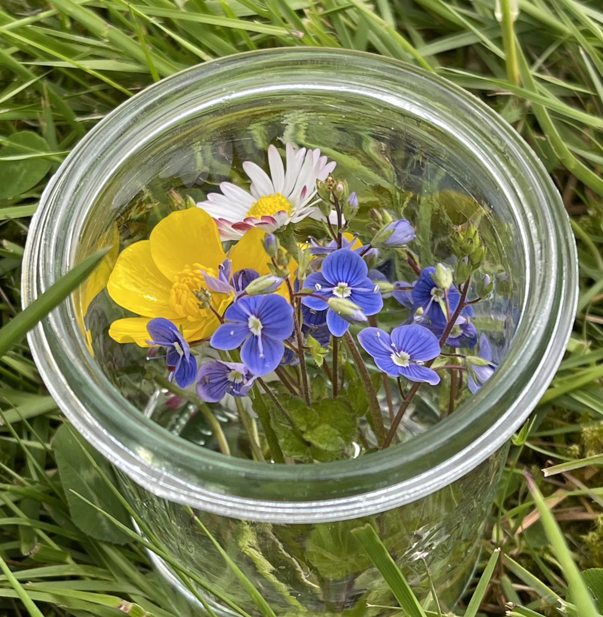 Wildblumenstrauß aus Hahnenfuß, Gänseblümchen und Ehrenpreis in einem Glas im Gras